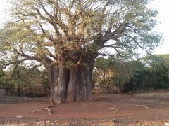A baobab tree on the road to Kilimanjaro airport